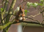 rotes Eichhörnchen