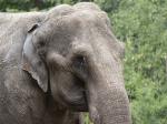 Elefant