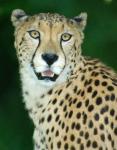 Gepard