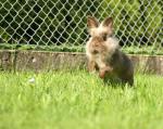 Kaninchen-Sprung