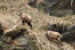 Steinwild im Kaunertal