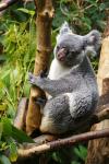 Koala 1