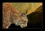 Luchs 1