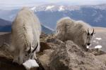 Mount Evans Road