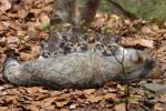 Wildkatze mit Nachwuchs