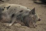 müdes Schwein