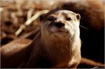 Otter, beim buddeln gestört