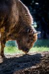 wisent 2