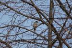 Mönchsgrasmücke im Baum