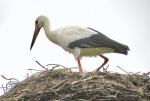 Storch 2