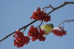 Erlenzeisig geniesst Vogelbeeren