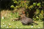 Junge Amsel