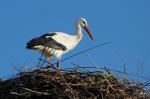 Storch