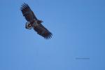 Seeadler im Abendlicht auf Senja