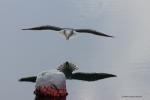 Möwe im Landeanflug 1