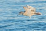 Möwe im Vorbeiflug Grönland