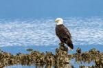 Weißkopfseeadler mit schöner Farbe