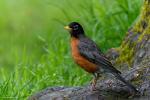 American Robin (Rotkehlchen)