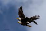 Weißkopfseeadler im Paarflug 1