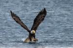 Weißkopfseeadler hat Fisch gefangen