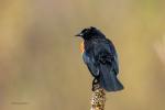 Red-winged Blackbird male