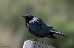 Grackle