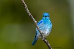 Mountain Bluebird 1