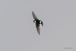 Schwalben 01 Violet-Green-Swallow