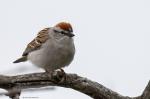 Cassingimpel Cassin's Finch