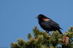 Red-winged Blackbird Agelaius phoeniceus 4