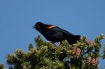 Red-winged Blackbird Agelaius phoeniceus 5