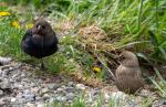 Brown Headed Cowbird Molothrus ater 1