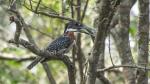 Giant Kingfisher