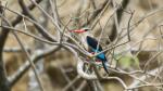 Grey headed kingfisher