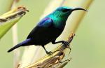 Souimanga Sunbird