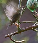 Sperling mit Kolibri-Genen  2