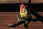 Zoo Heidelberg: Flammenkopf-Bartvogel