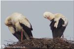 Storch Ebermar und seine Frau