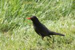 Amsel