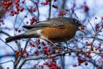 Vogel im Central Park