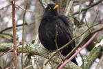 Amsel mit der HX90