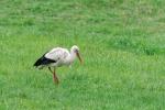 Storch aus dem Küchenfenster