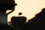 Storch in Riesa 1