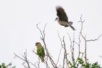 Sitzen und Fliegen