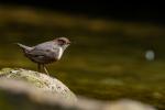 Wasseramsel 1