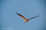 Storch