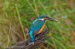 Eisvogel mit Fisch