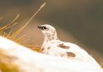 Alpenschneehuhn