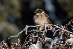 Vögel im winterlichen Kiez, Spatz