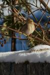 Berliner Kiez im Schnee, Haussperling